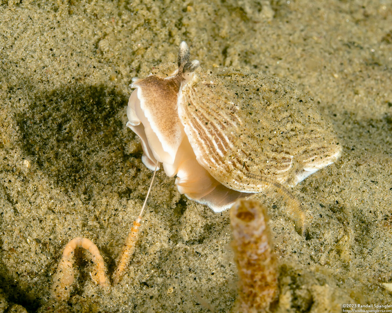 Armina californica (California Armina)