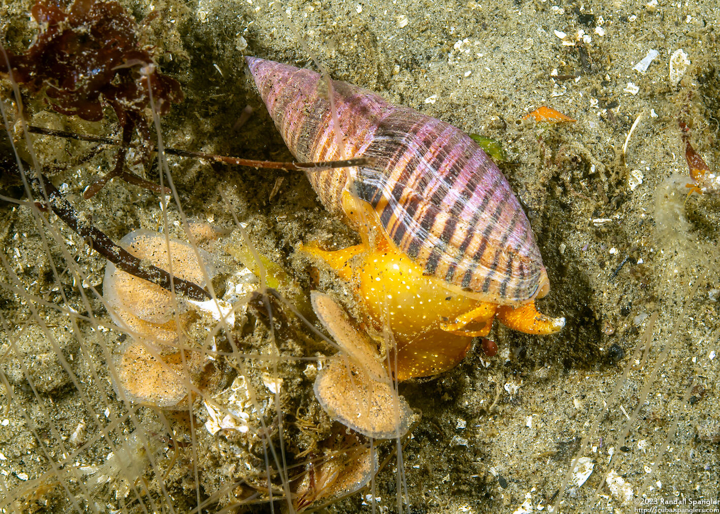 Megasurcula stearnsiana (Stearns' Turrid)