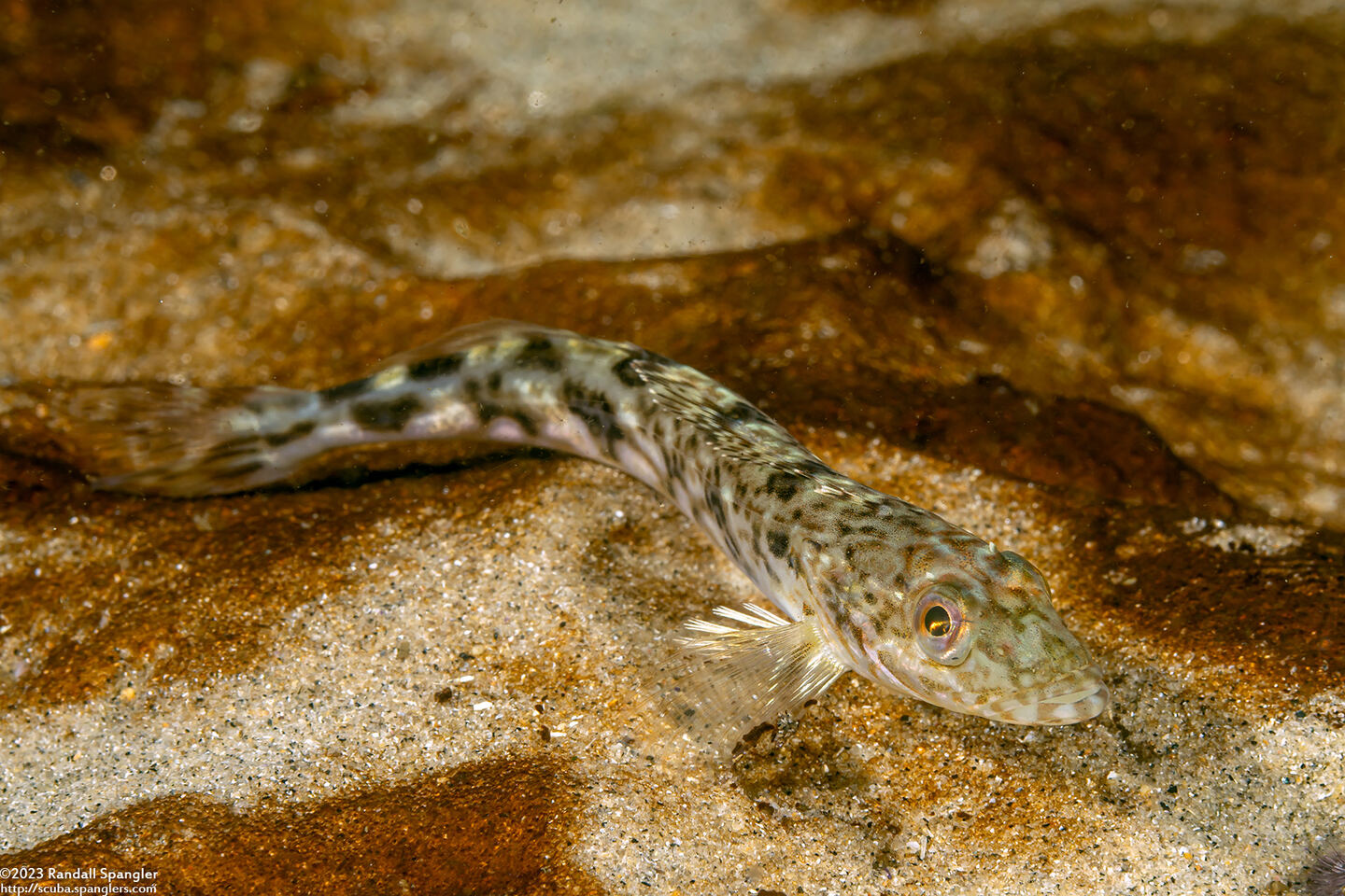 Ophiodon elongatus (Lingcod)