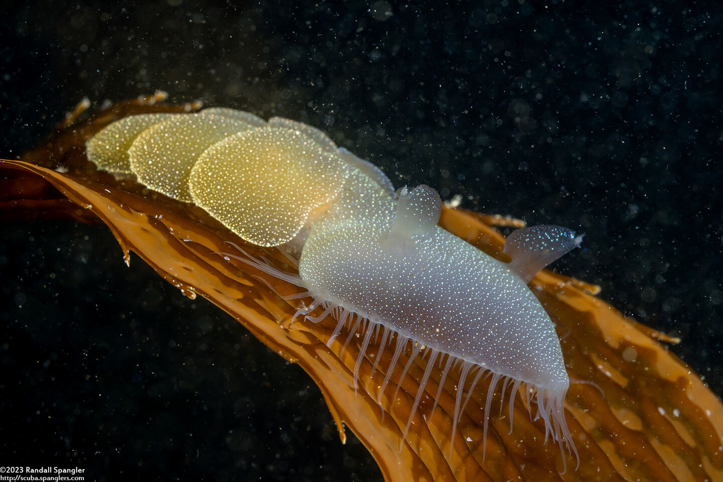 Melibe leonina (Lion's Mane Nudibranch)