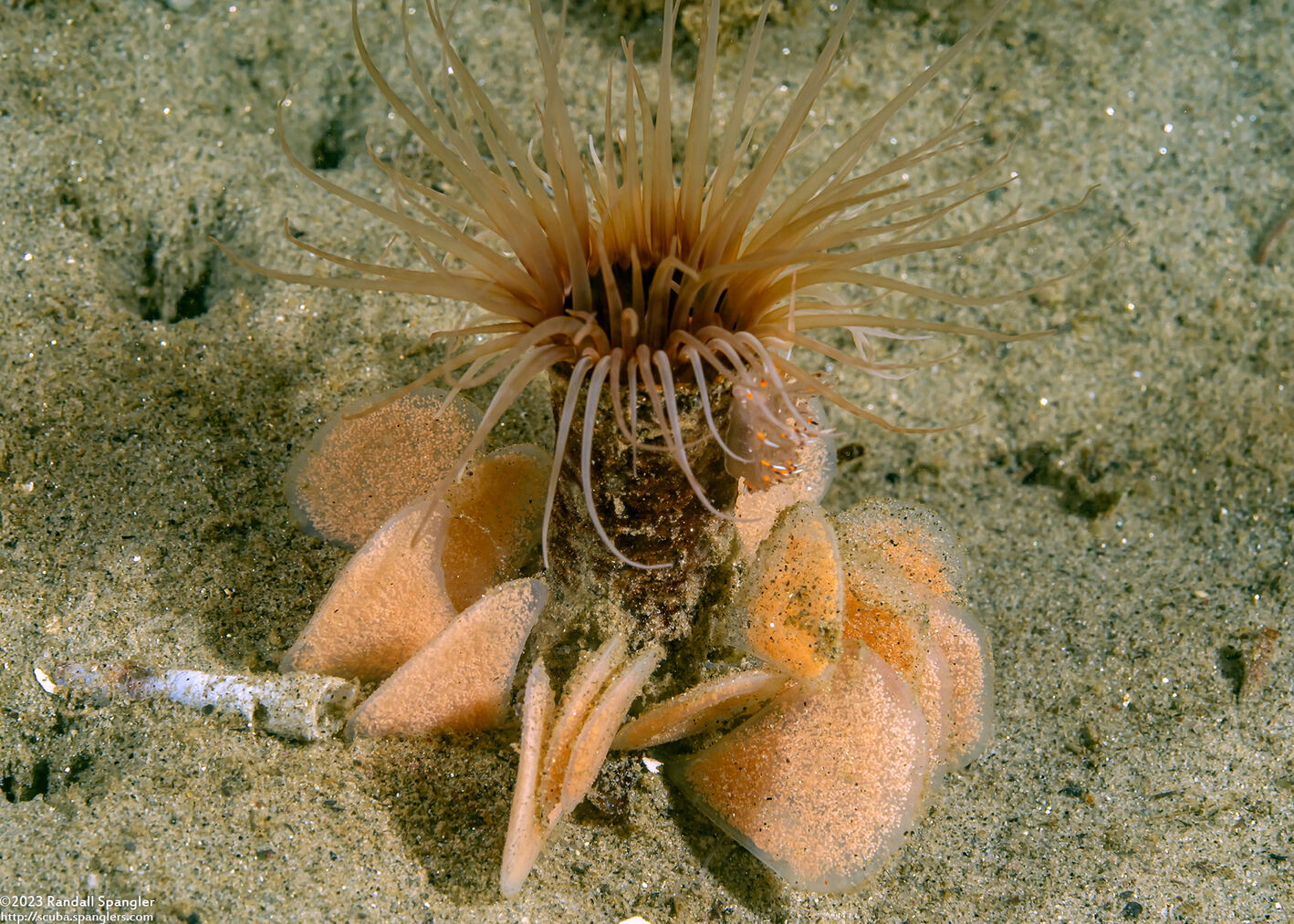 Megasurcula stearnsiana (Stearns' Turrid)