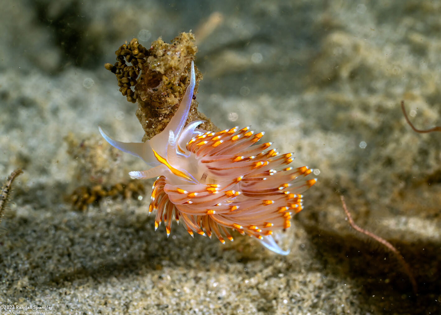 Hermissenda opalescens (Opalescent Nudibranch)