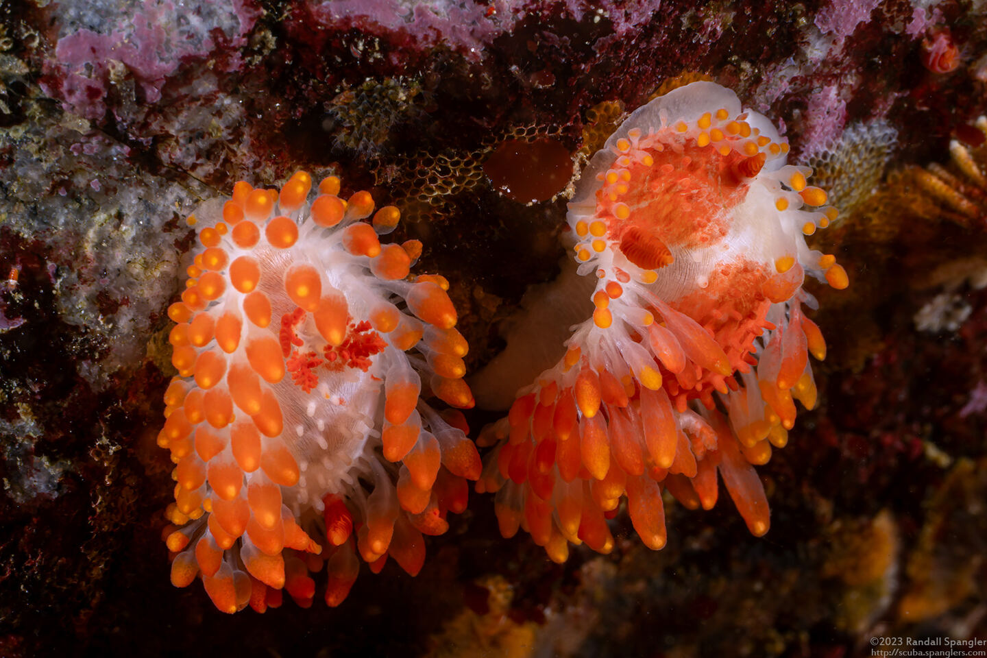 Limacia cockerelli (Cockerell's Dorid)