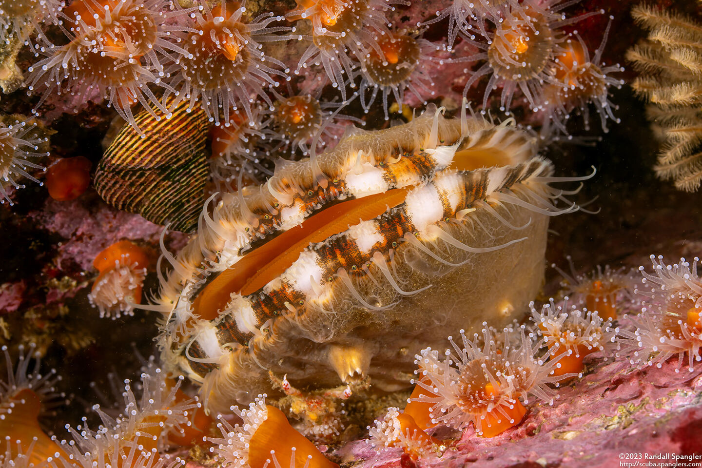 Chlamys hastata (Spiny Scallop)
