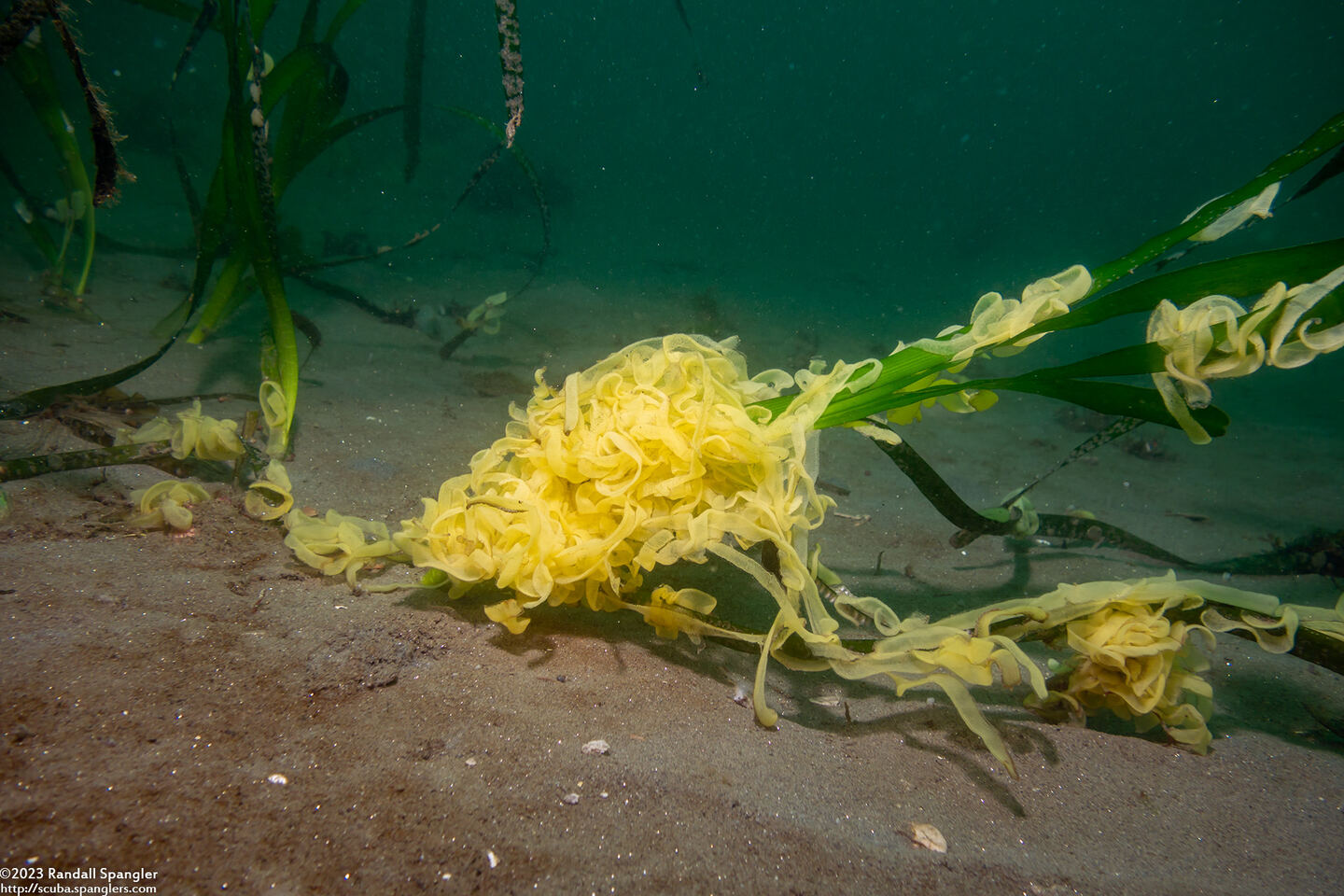 Haminoea vesicula (White Bubble Snail); Big egg mass