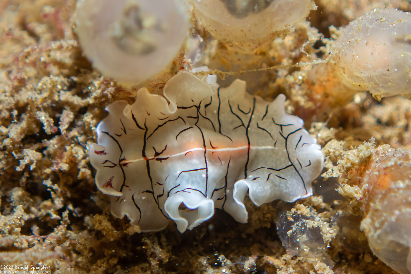 Eurylepta californica (Montgomery's Flatworm)