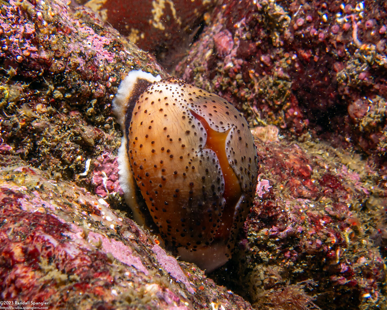 Neobernaya spadicea (Chestnut Cowry)