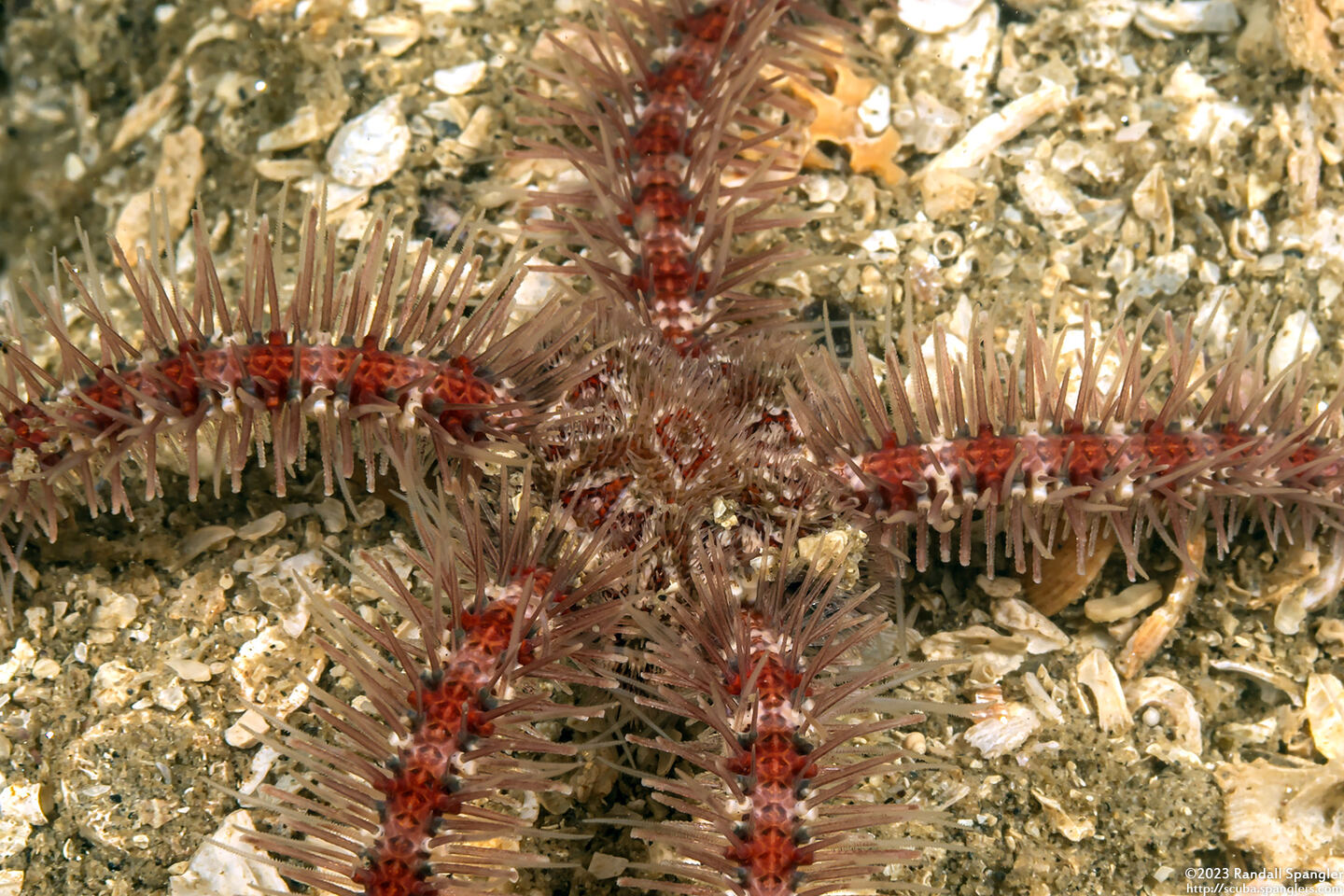 Ophiothrix spiculata (Spiny Brittle Star)