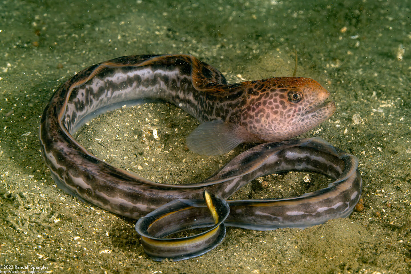 Anarrhichthys ocellatus (Wolf-Eel)