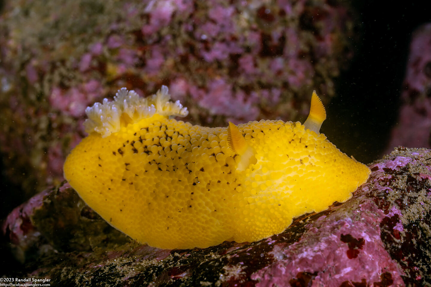 Peltodoris nobilis (Sea Lemon)