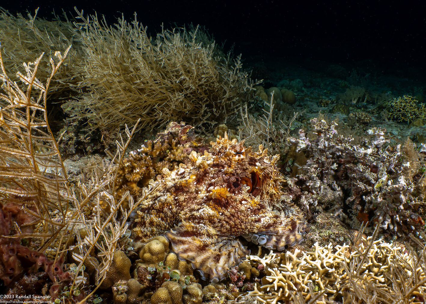 Octopus cyanea (Day Octopus)