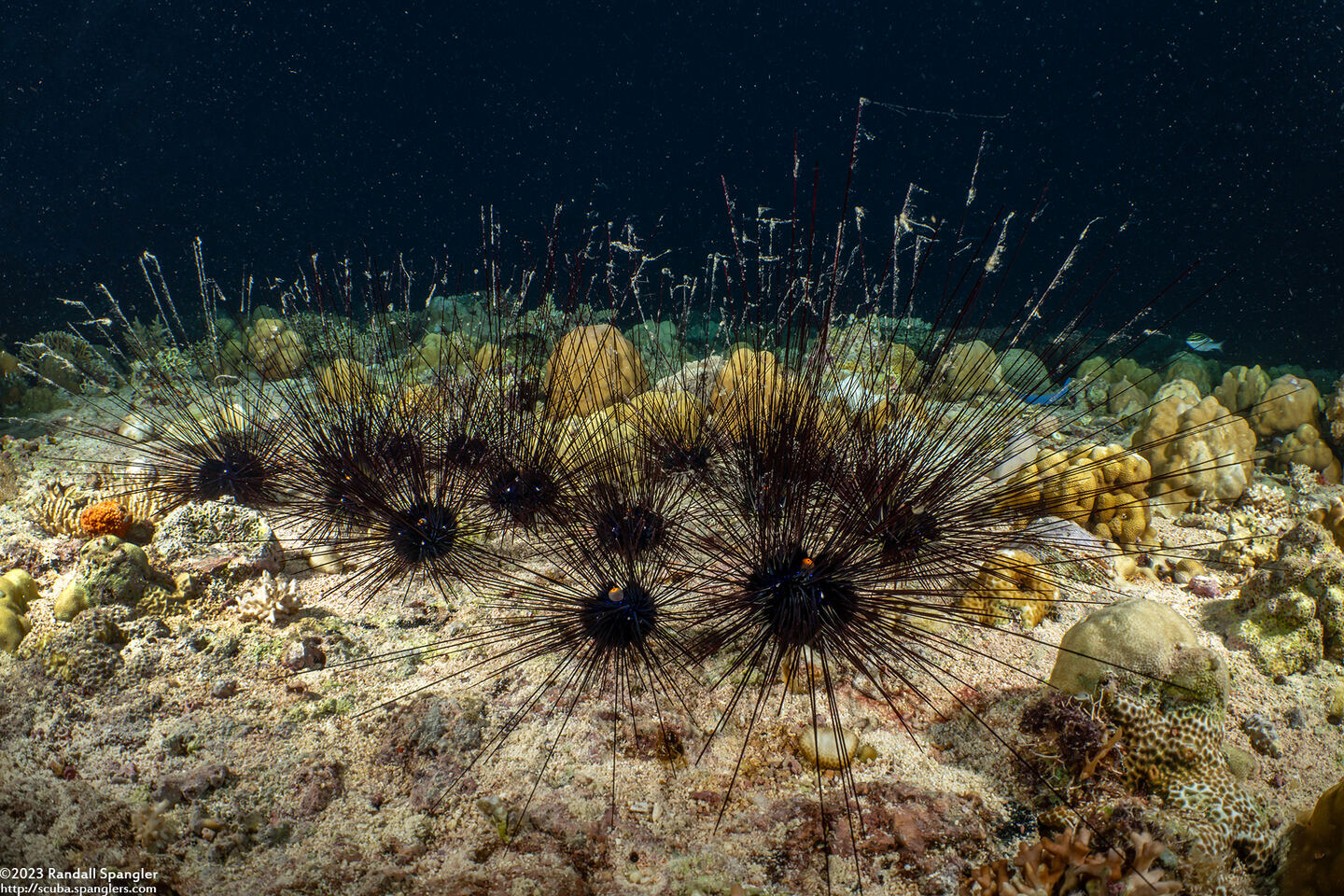 Diadema setosum (Black Longspine Sea Urchin)