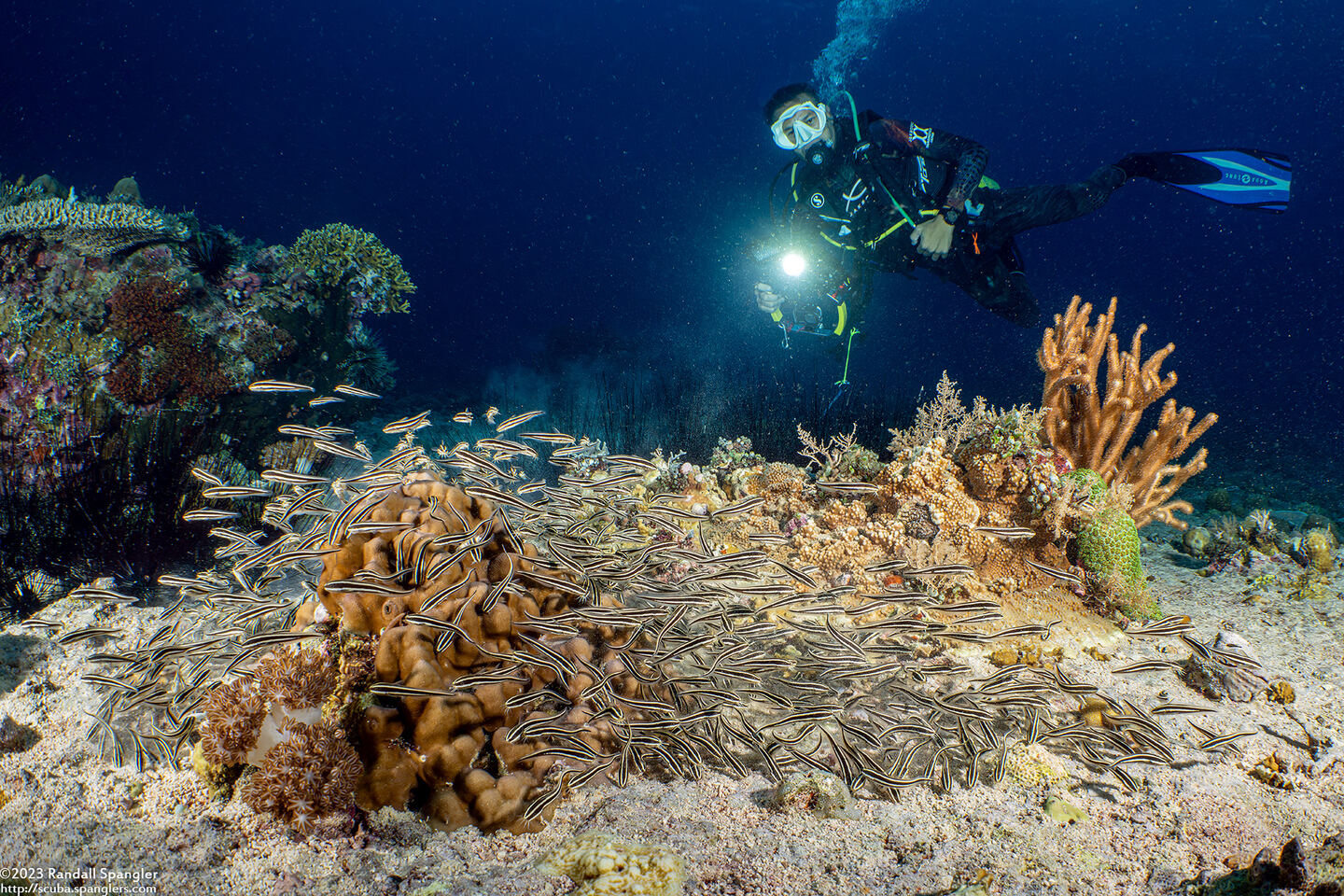 Plotosus lineatus (Striped Catfish)