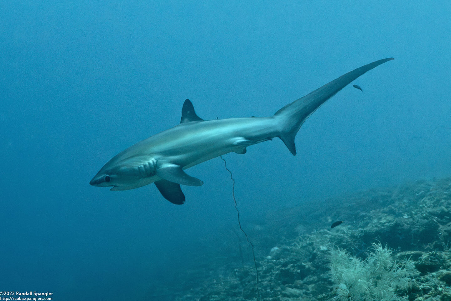 Alopias pelagicus (Pelagic Thresher Shark)