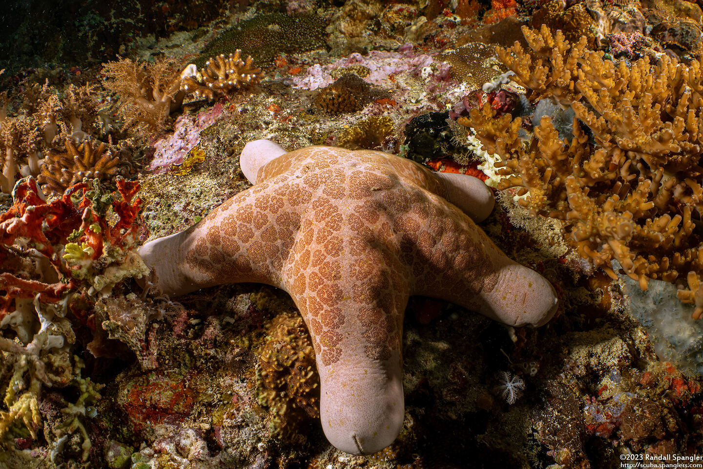 Choriaster granulatus (Granular Sea Star)