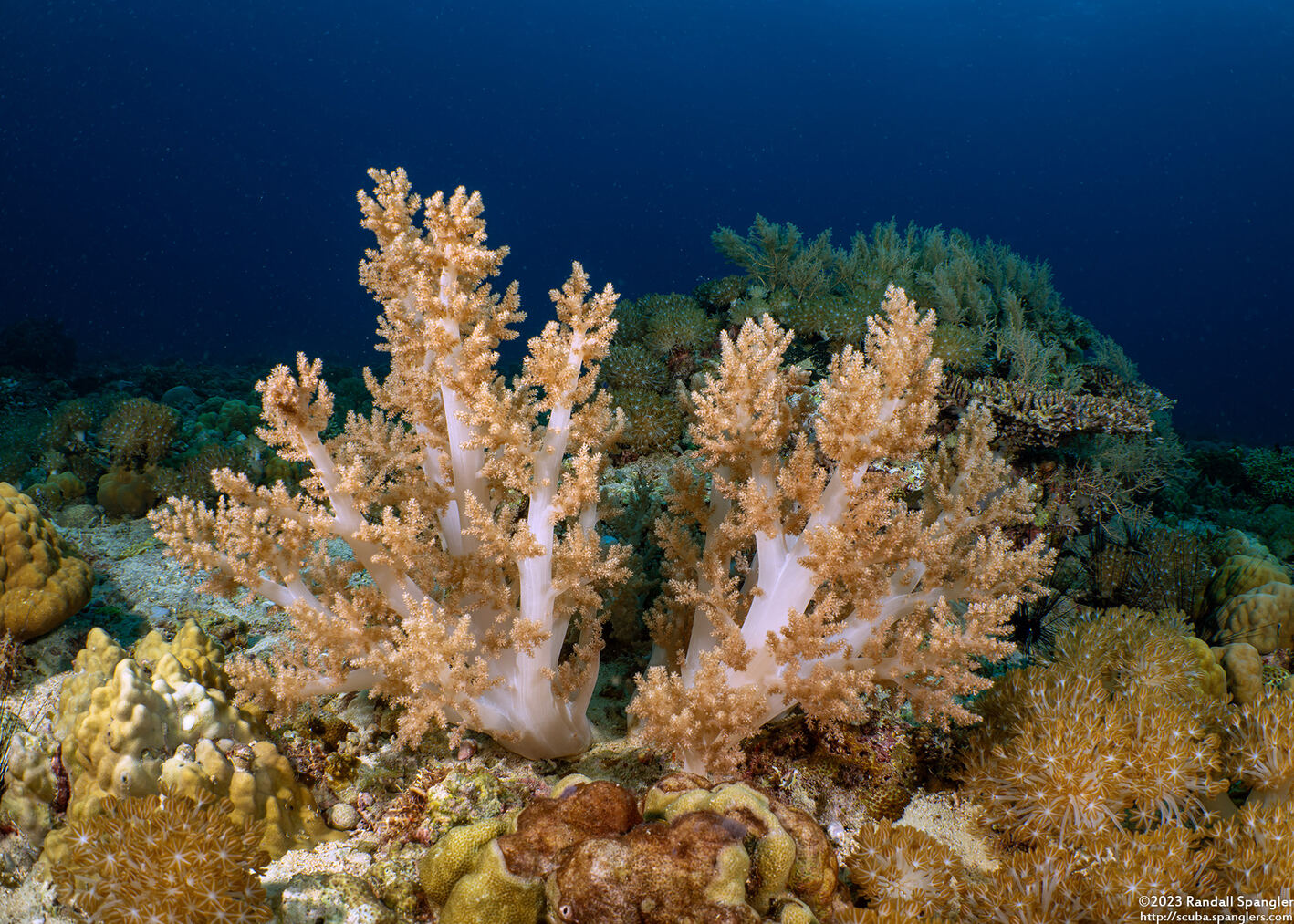 Litophyton arboreum (Litophyton Arboreum)