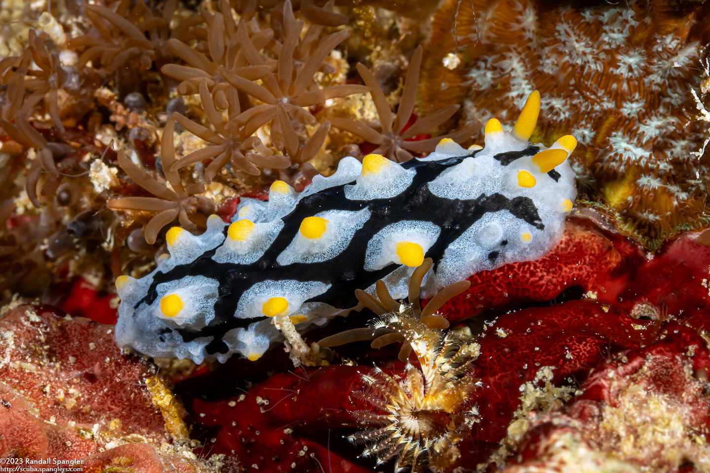 Phyllidia picta (Painted Phyllidia)