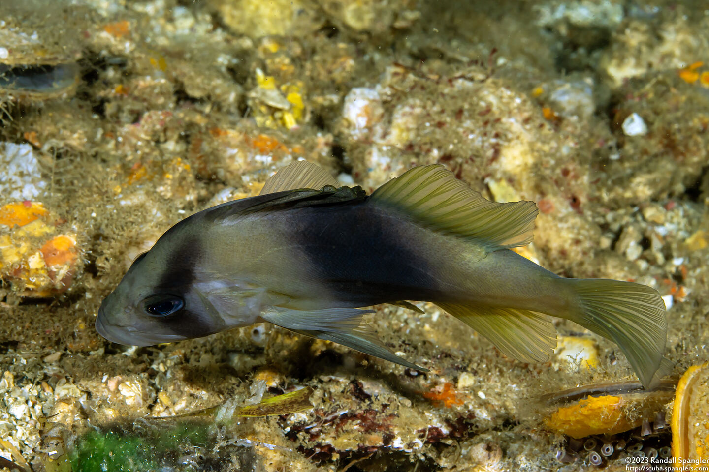 Diploprion bifasciatum (Doublebanded Soapfish)