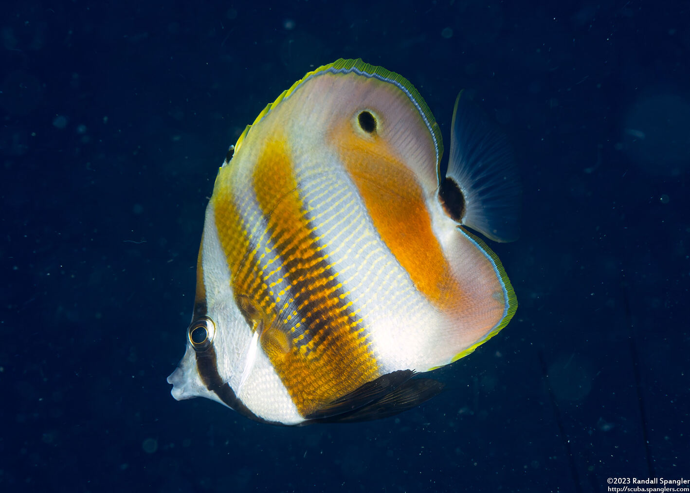 Coradion chrysozonus (Orange-Banded Coralfish)