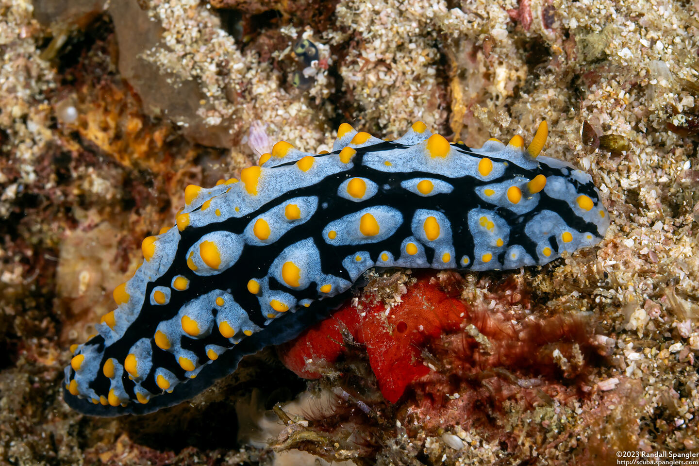 Phyllidia varicosa (Varicose Phyllidia)