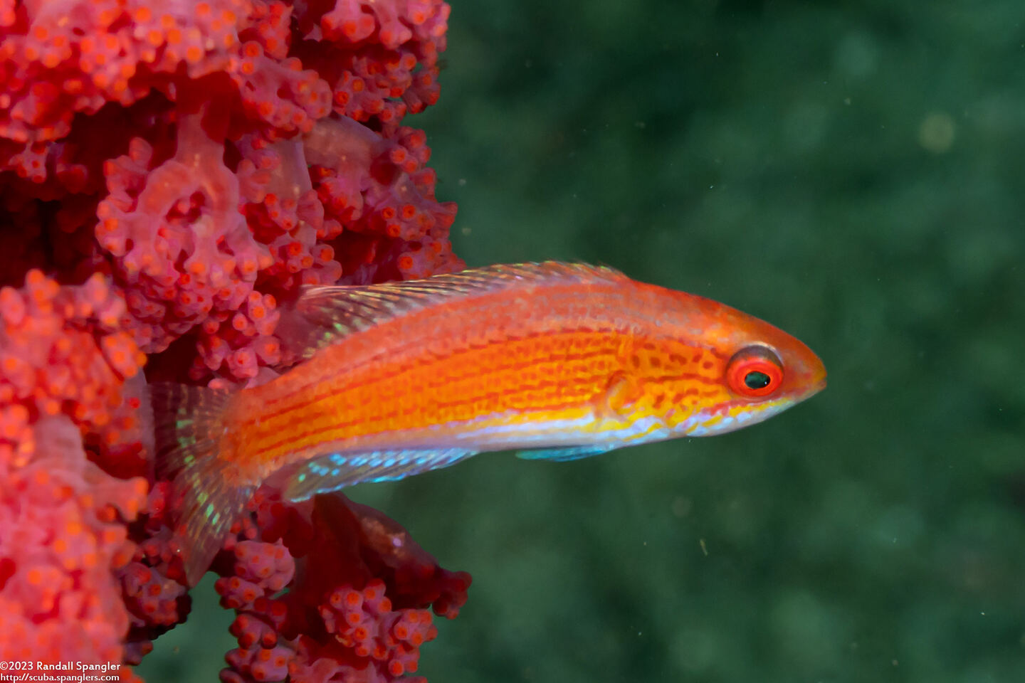Paracheilinus filamentosus (Filamentous Flasher Wrasse)