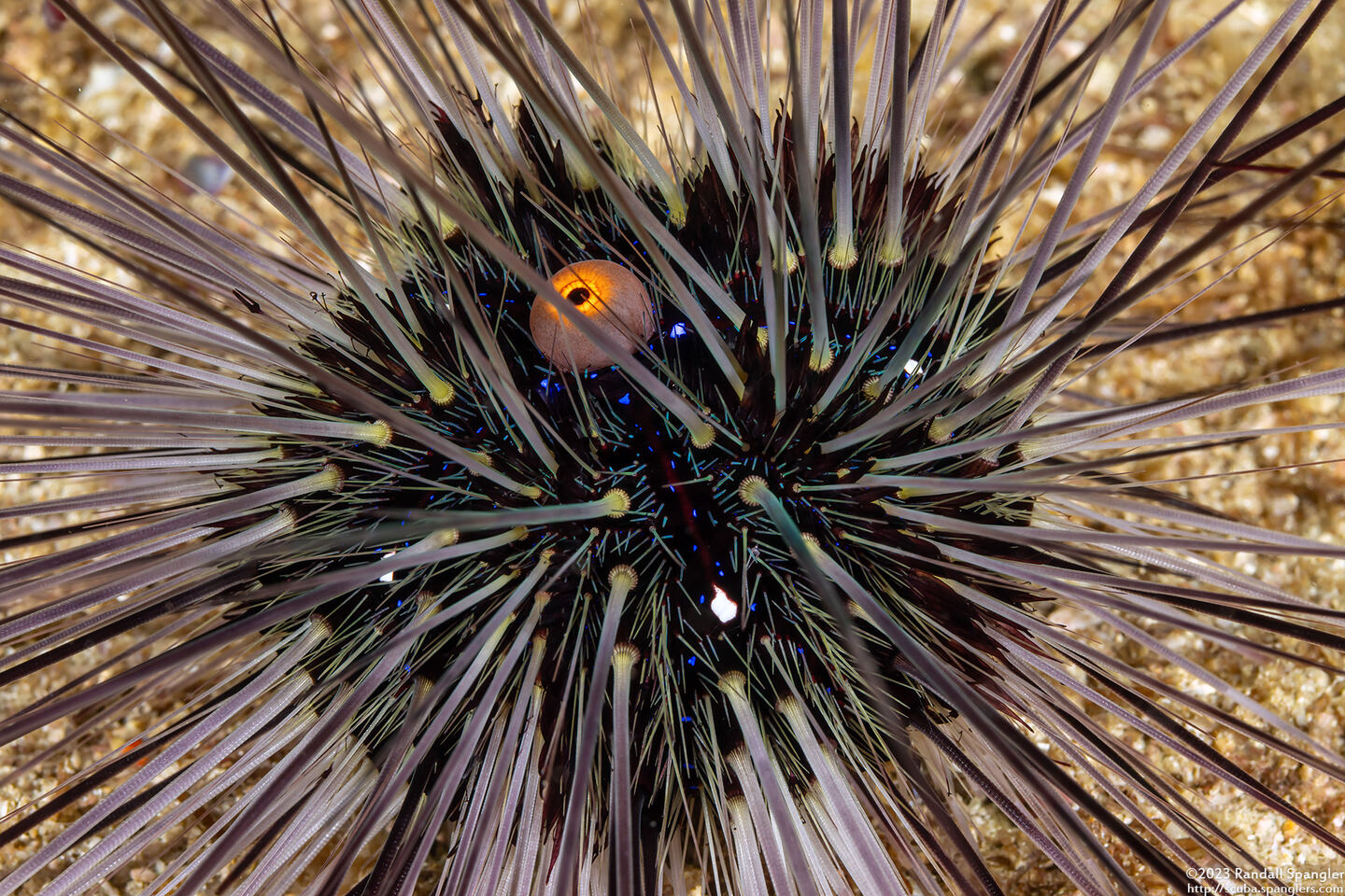 Diadema setosum (Black Longspine Sea Urchin)