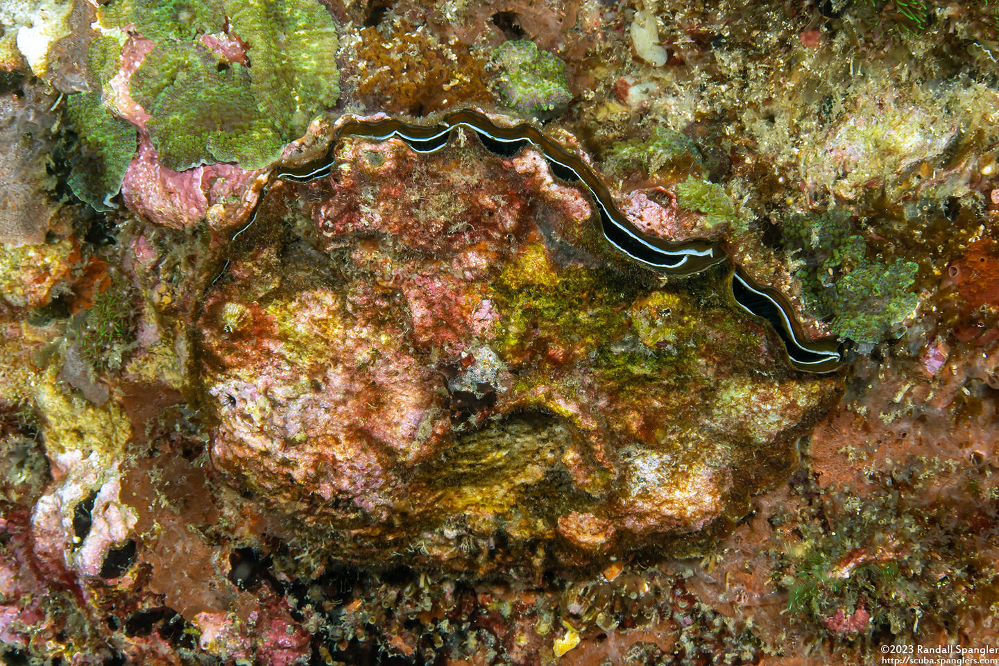 Hyotissa sinensis (Chinese Honeycomb Oyster)