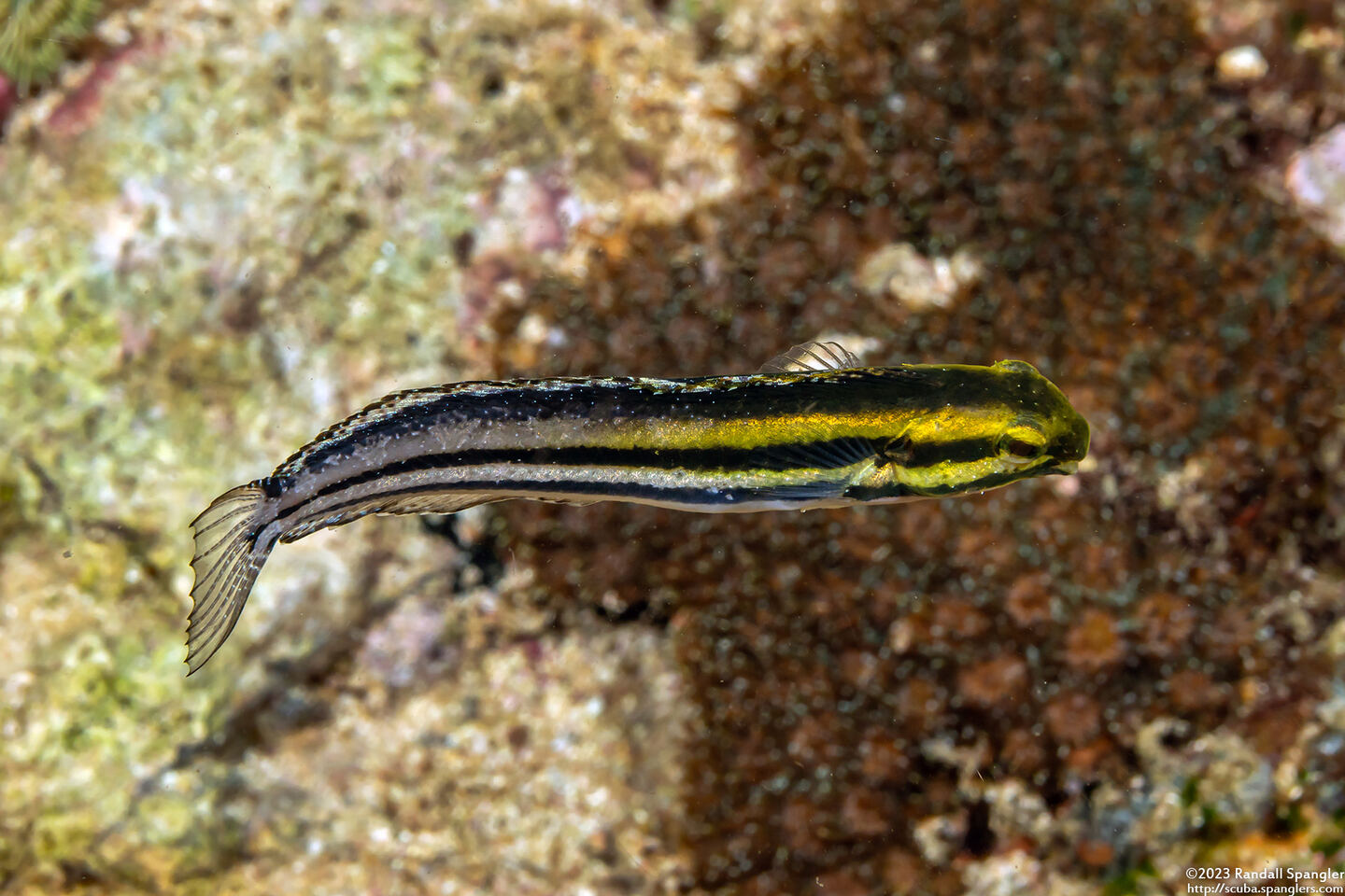 Petroscirtes breviceps (Shorthead Fangblenny)