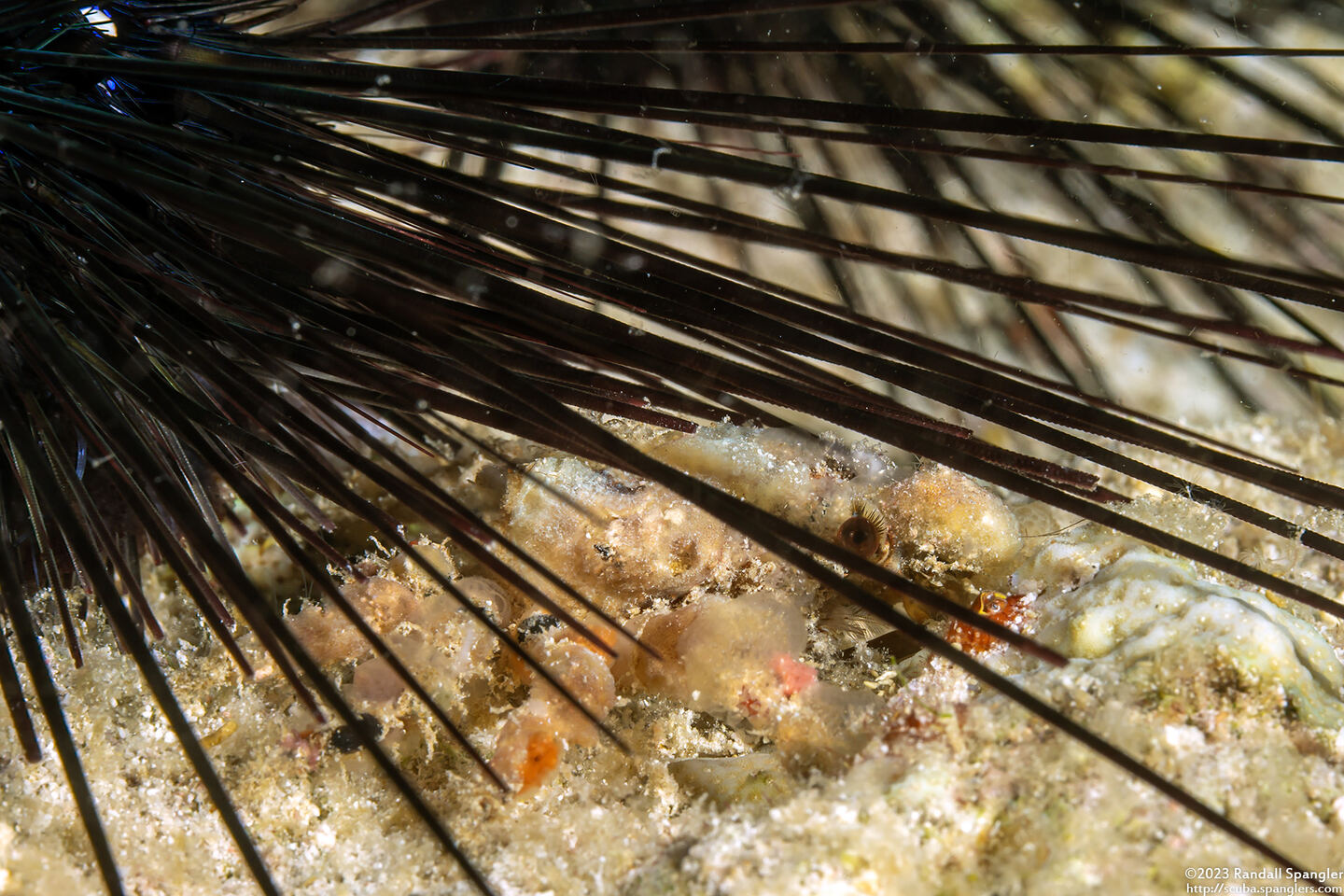 Tiarinia sp.1 (Red-Eyed Decorator Crab)