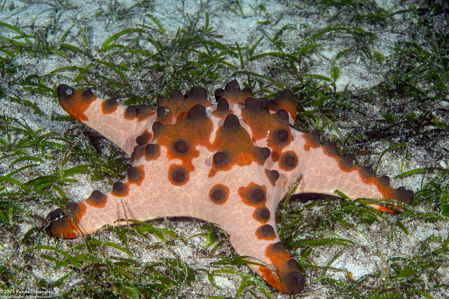 Protoreaster nodosus (Chocolate Chip Sea Star)