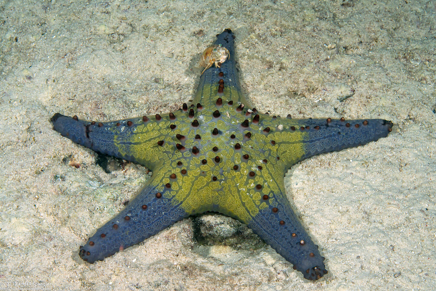 Pentaceraster tuberculatus (Tuberculate Pentaceraster)