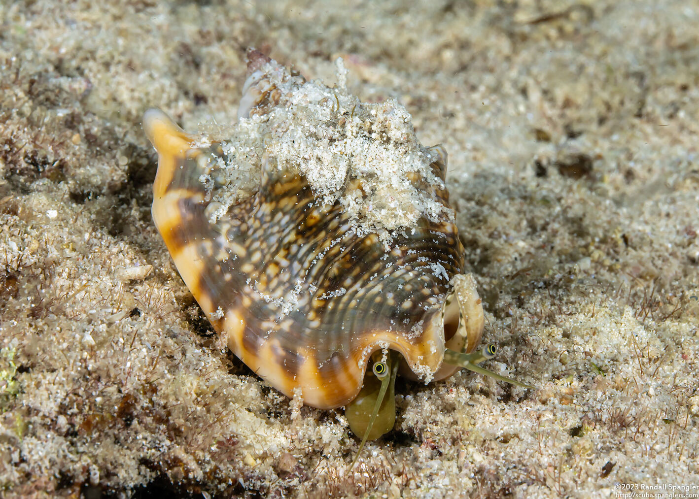 Euprotomus bulla (Bubble Conch)