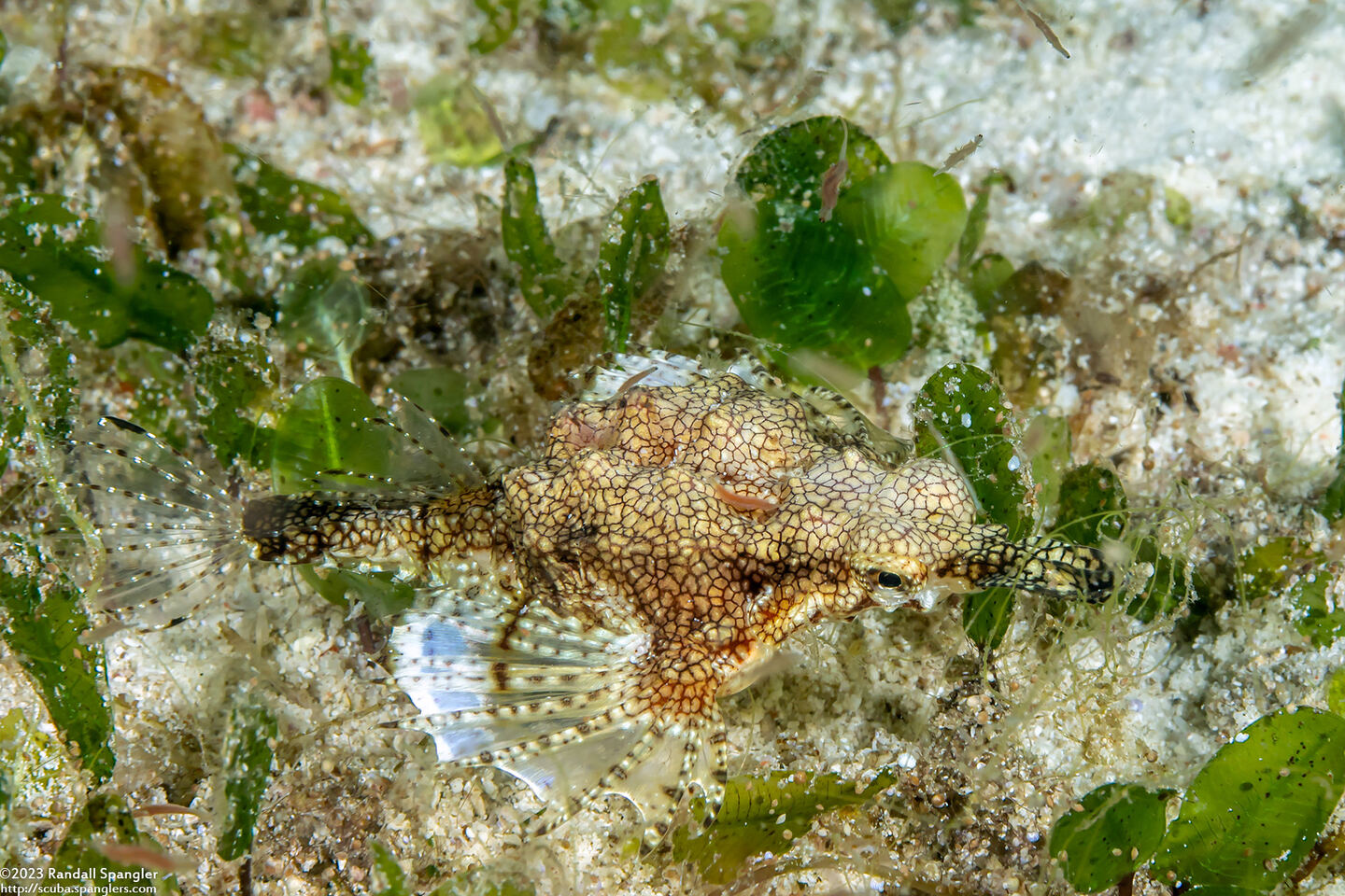 Eurypegasus draconis (Dragon Sea Moth)