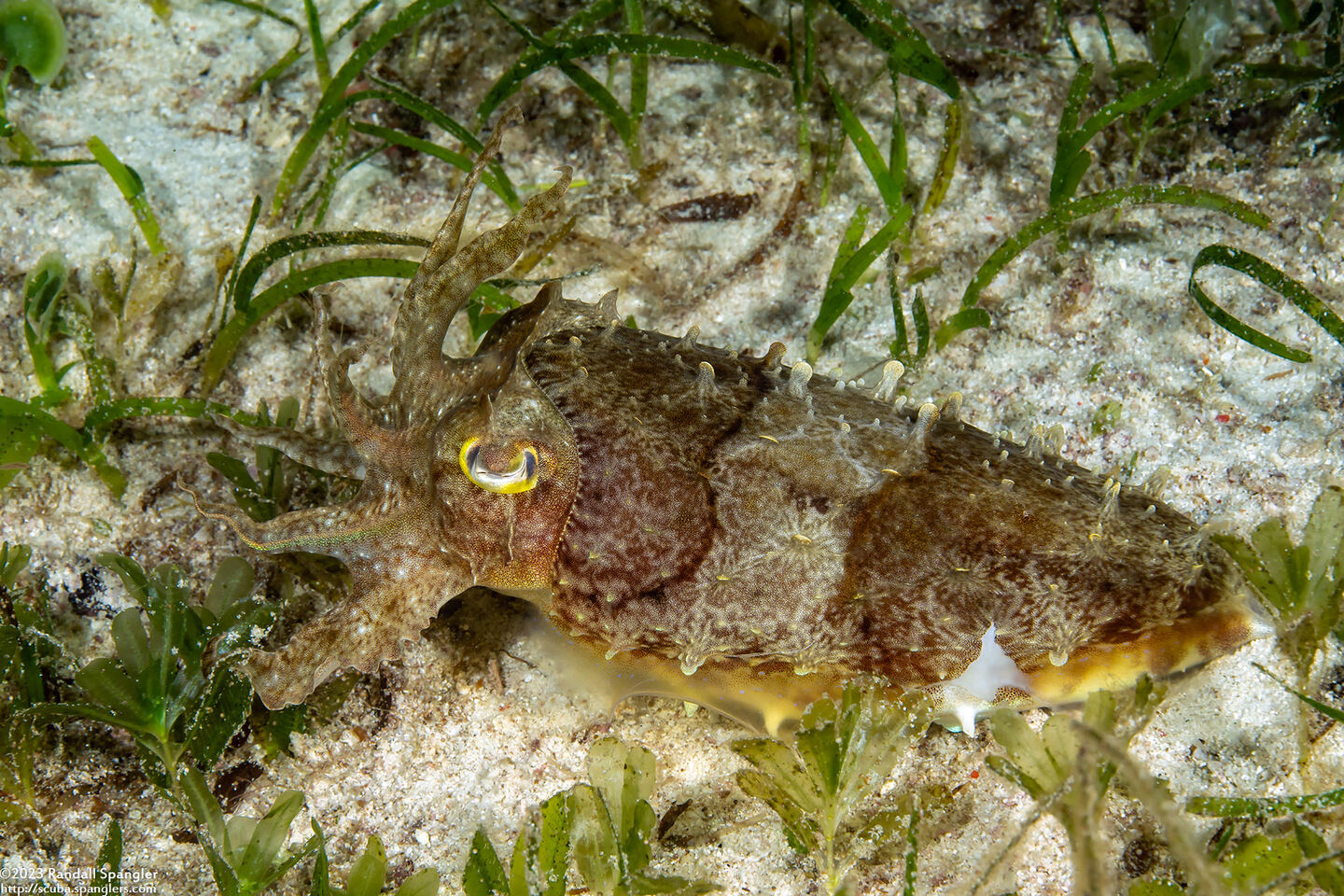 Sepia latimanus (Broadclub Cuttlefish)