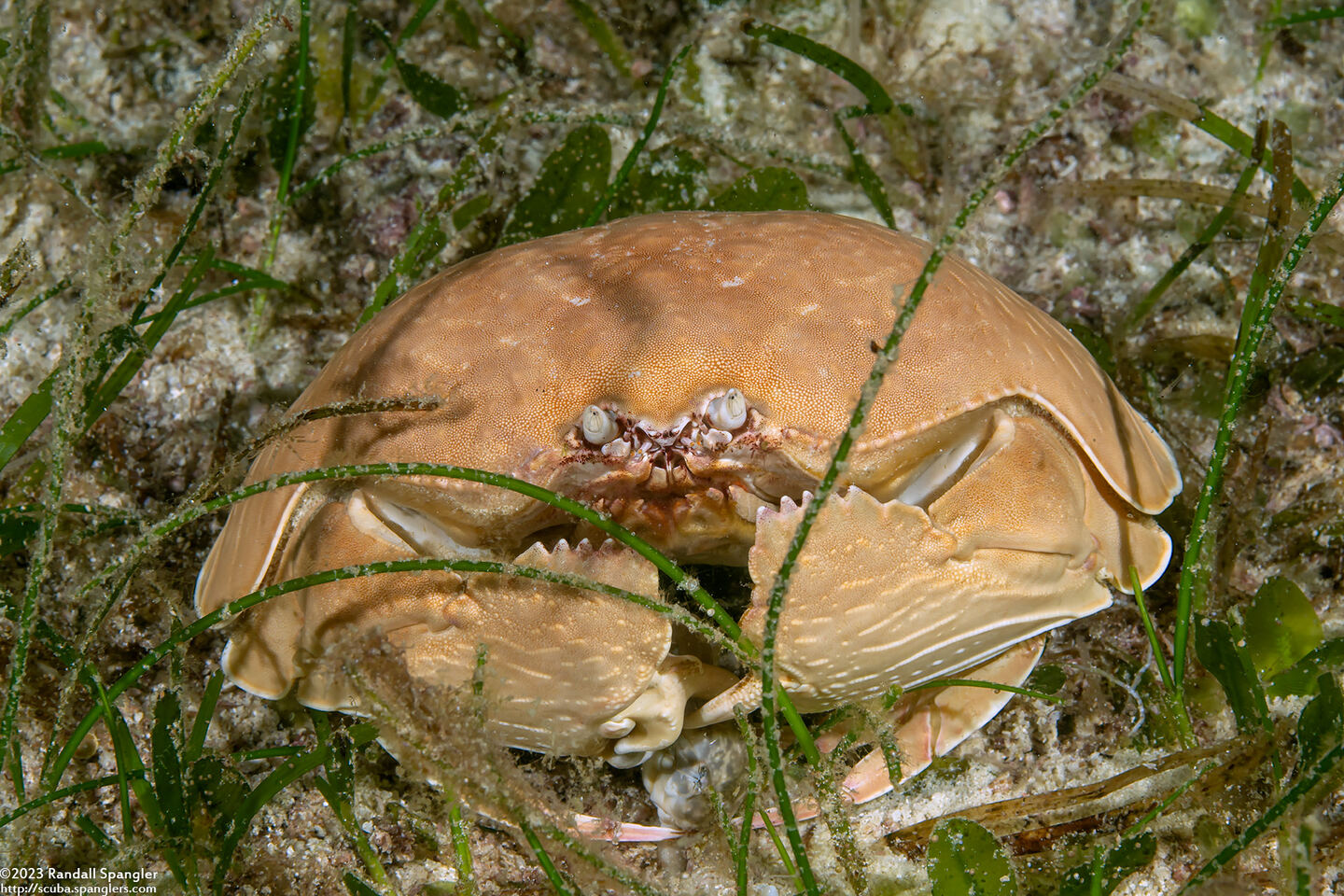Calappa calappa (Giant Box Crab)