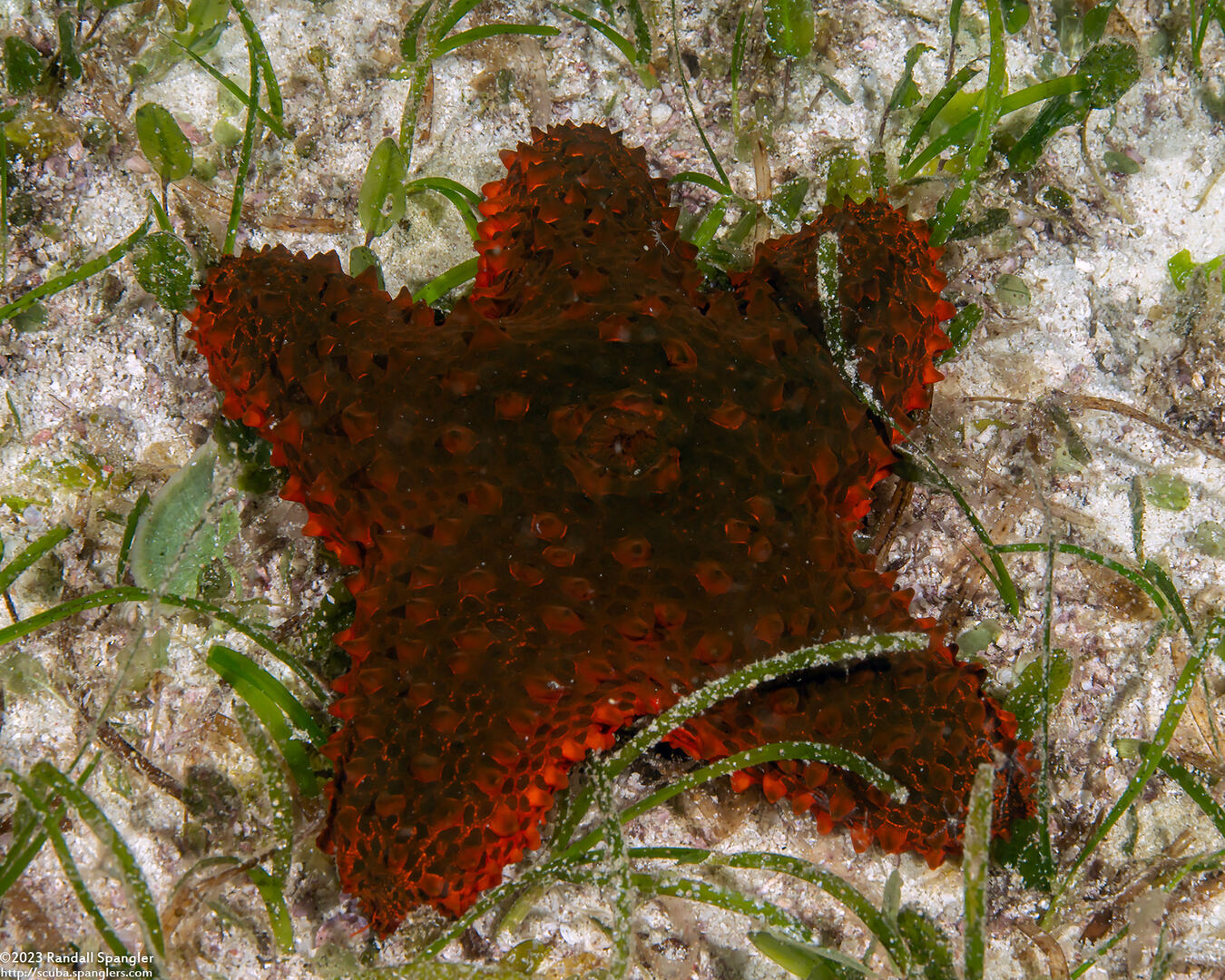 Euretaster insignis (Striking Sea Star)