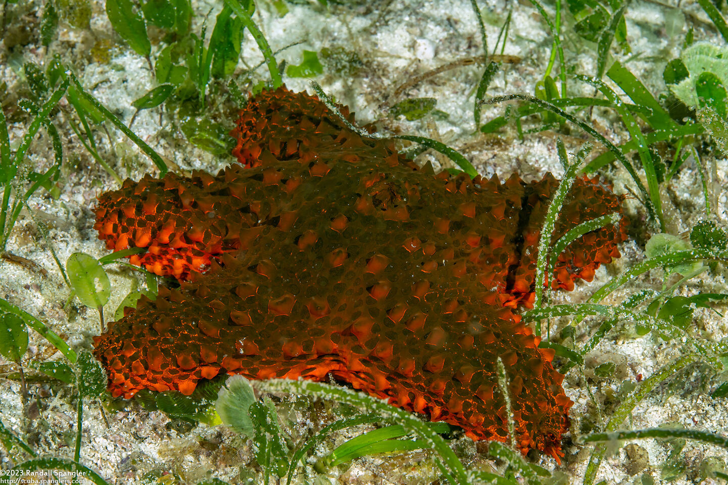Euretaster insignis (Striking Sea Star)