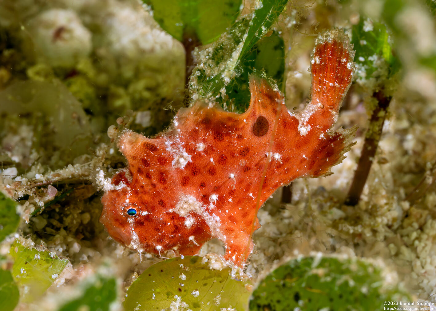 Antennarius pictus (Painted Frogfish)