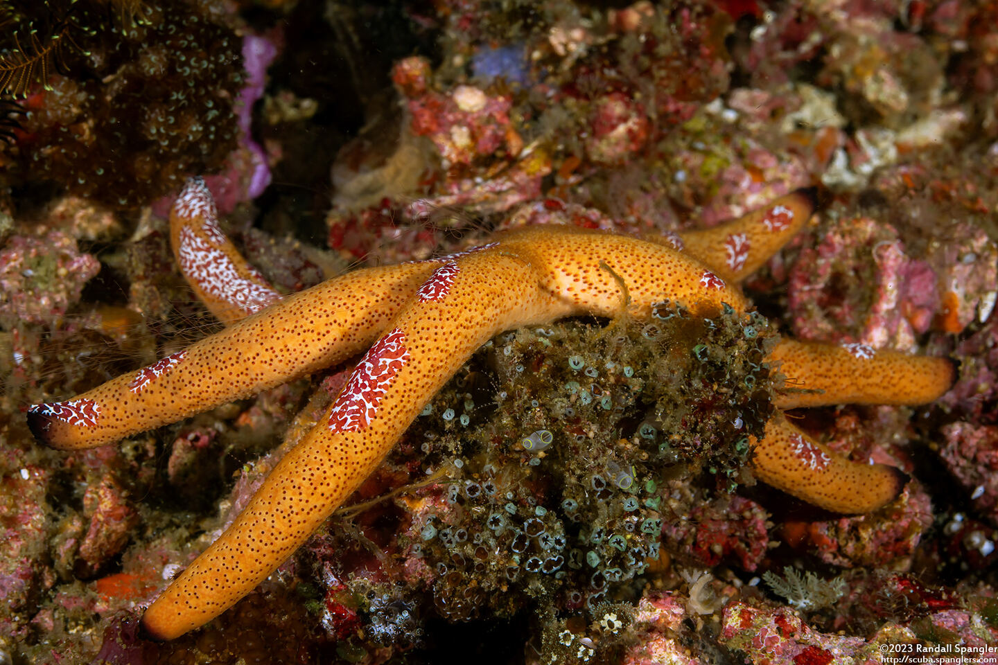 Coeloplana astericola (Creeping Comb Jelly)