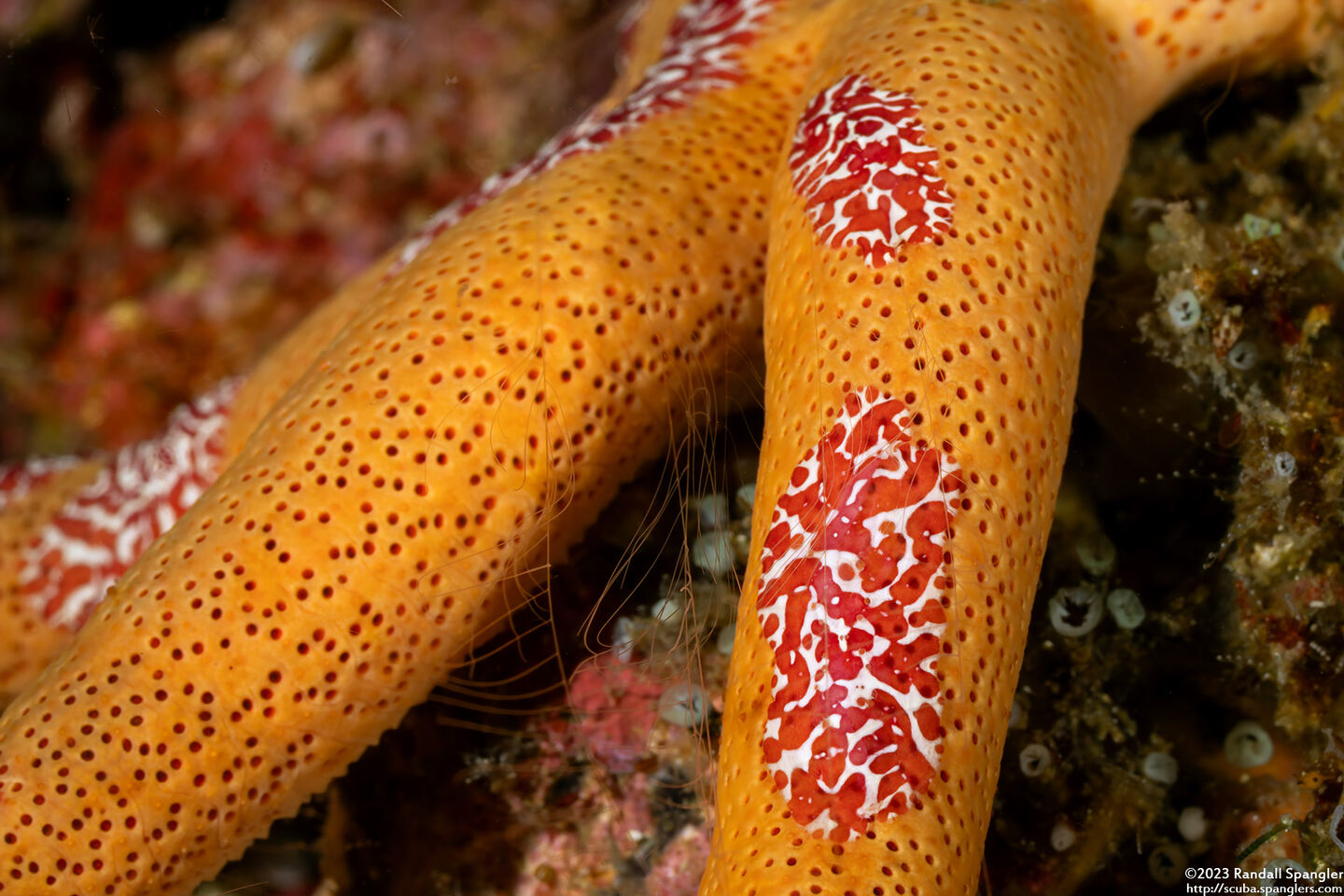 Coeloplana astericola (Creeping Comb Jelly)