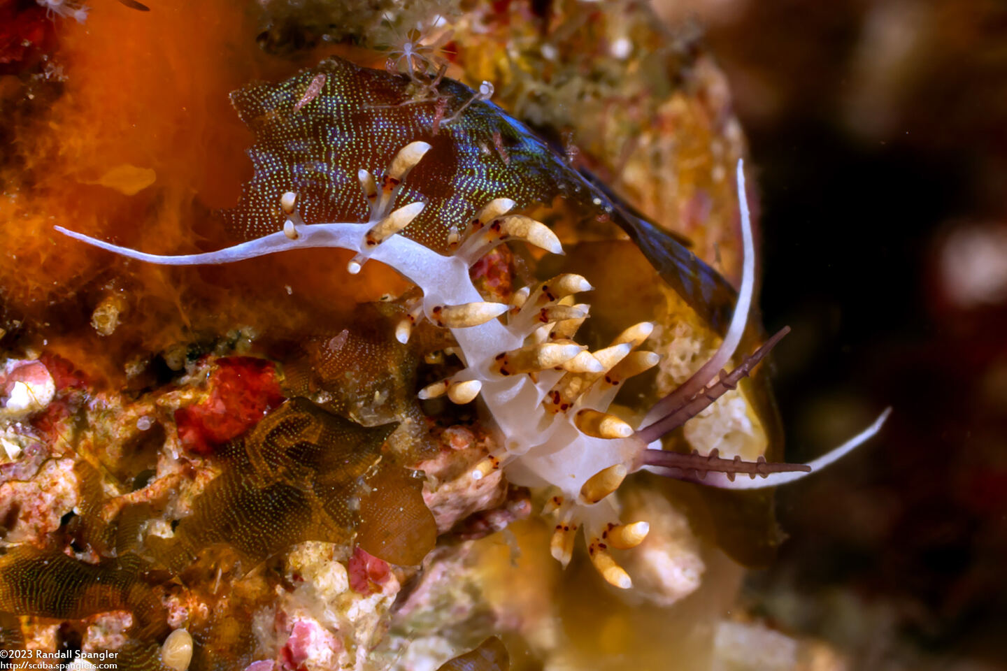 Facelinidae sp.3 (Red-Spotted Facelinid)