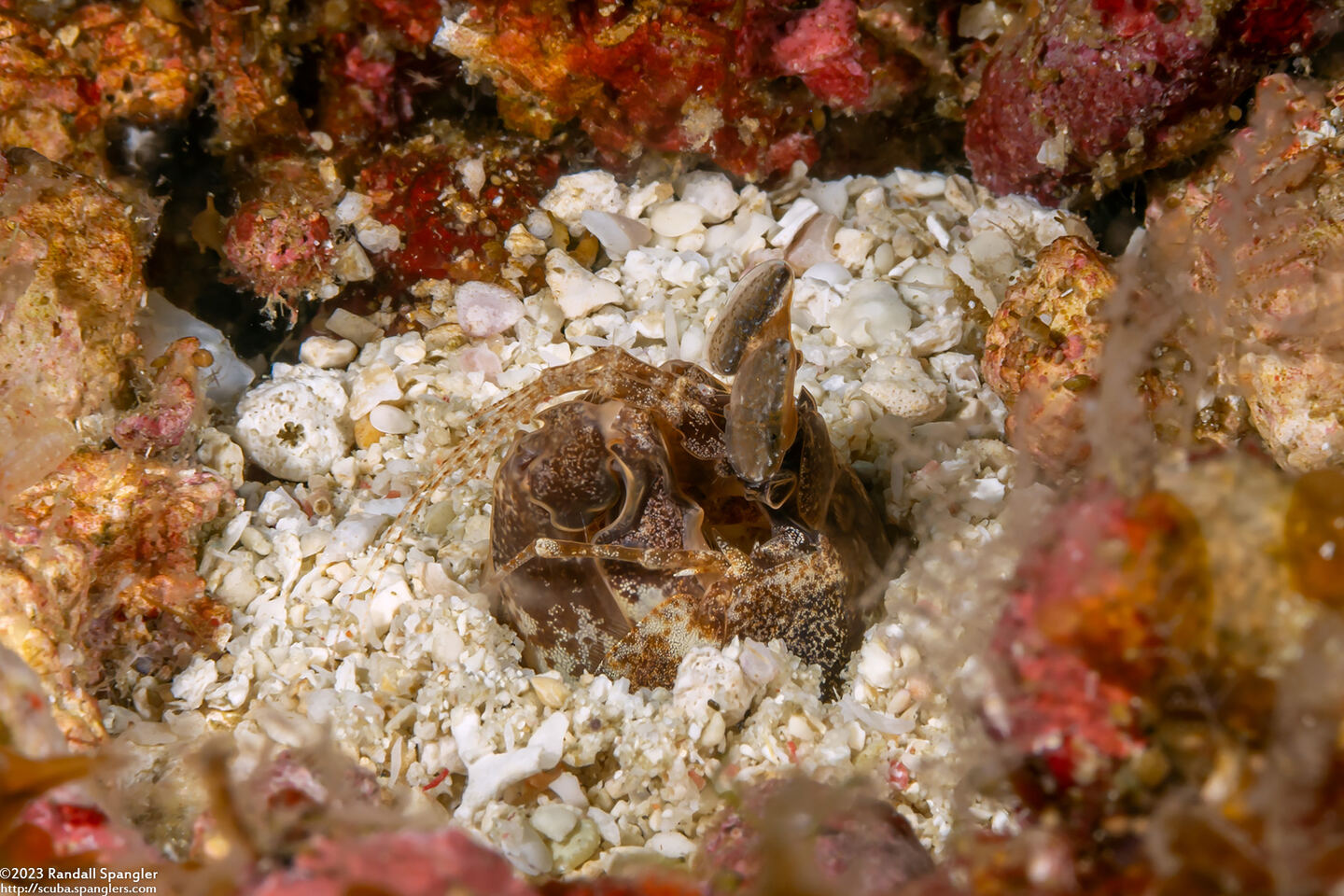 Lysiosquilla maculata (Tiger Mantis)