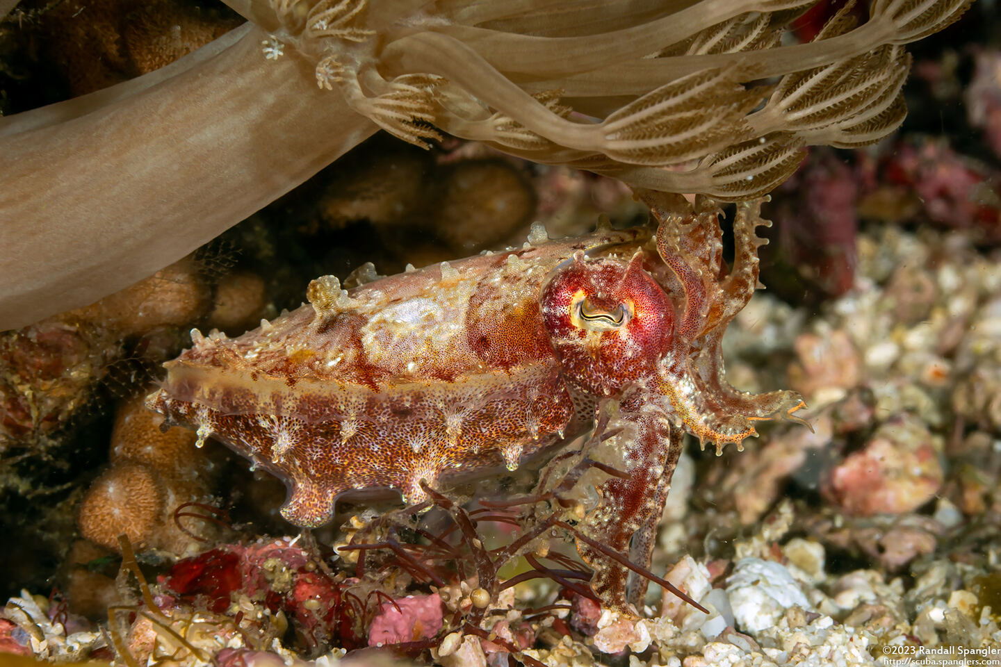 Sepia latimanus (Broadclub Cuttlefish)