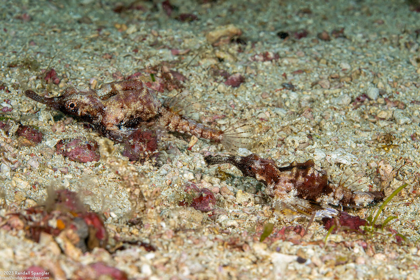 Eurypegasus draconis (Dragon Sea Moth)