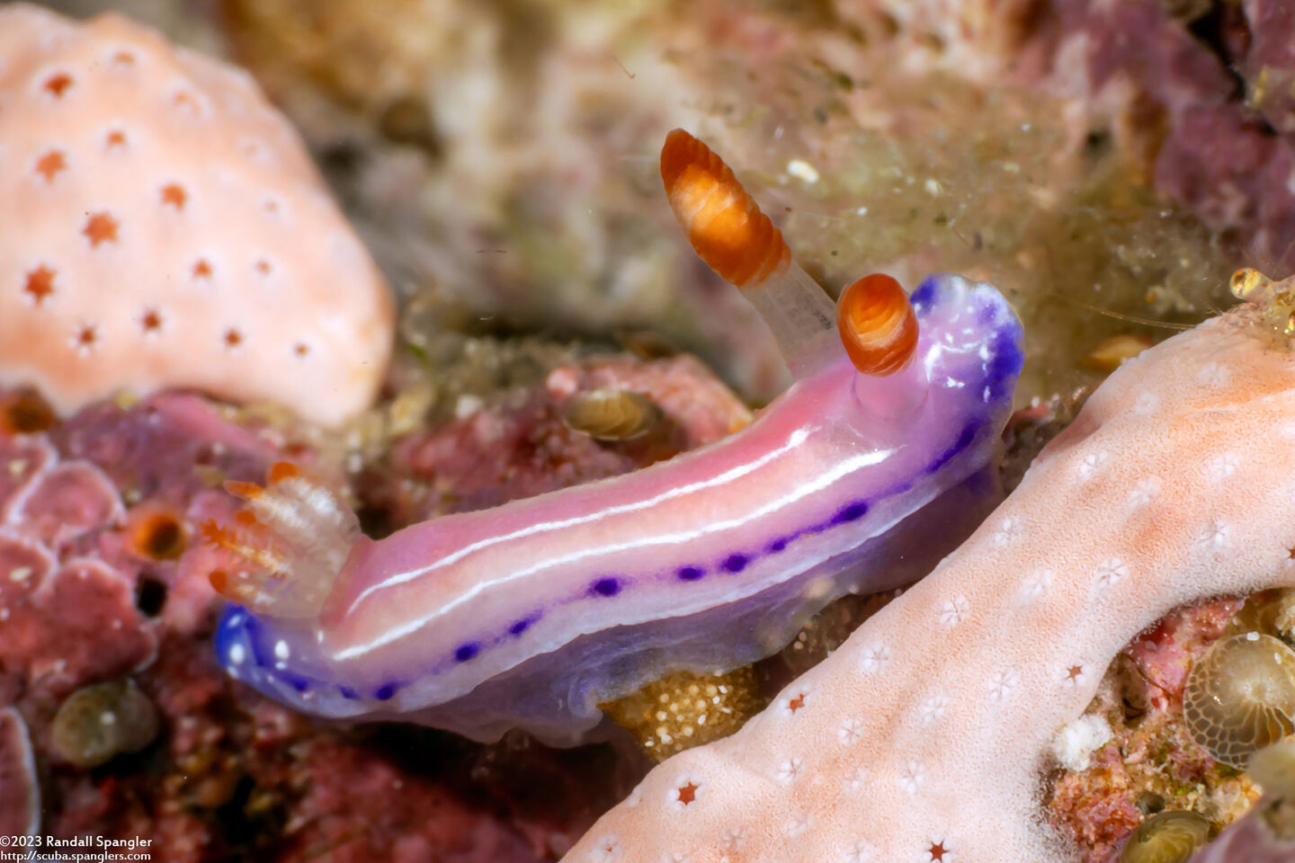 Thorunna florens (Flowering Thorunna)