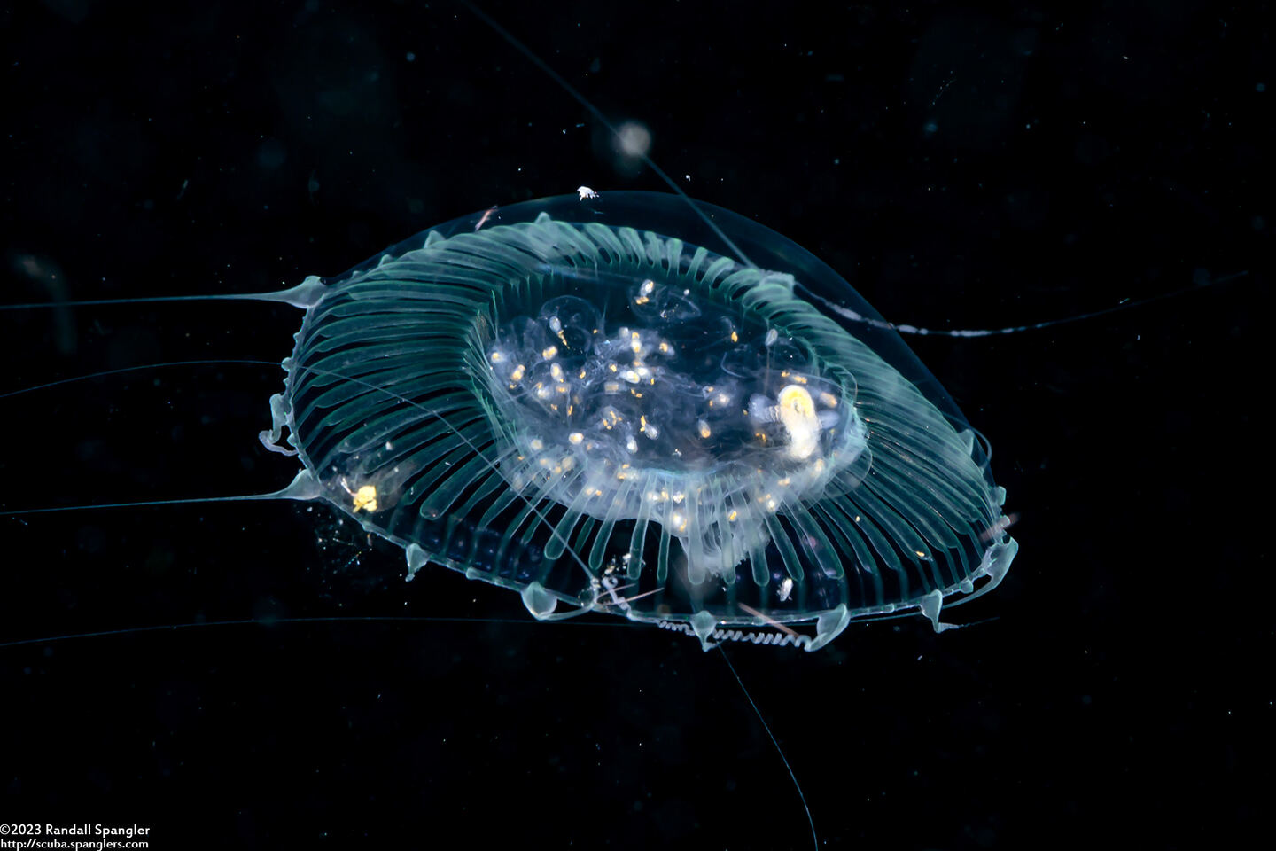 Aequorea victoria (Aequorea Victoria)