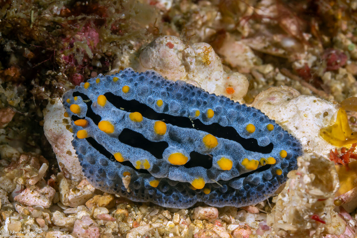 Phyllidia coelestis (Celestial Phyllidia)