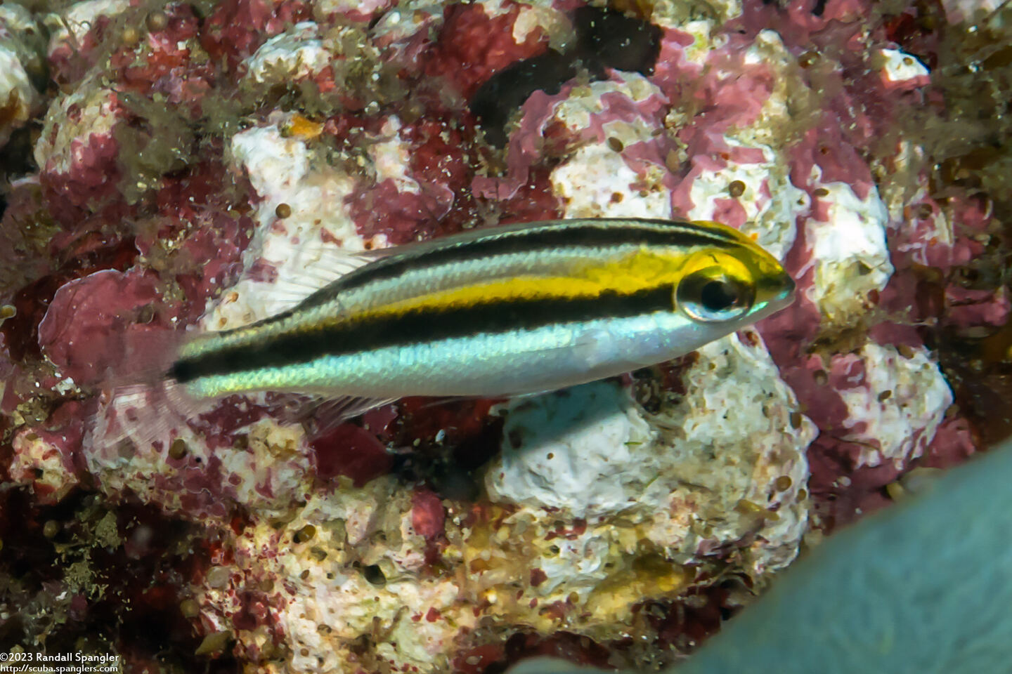 Pentapodus paradiseus (Paradise Whiptail)