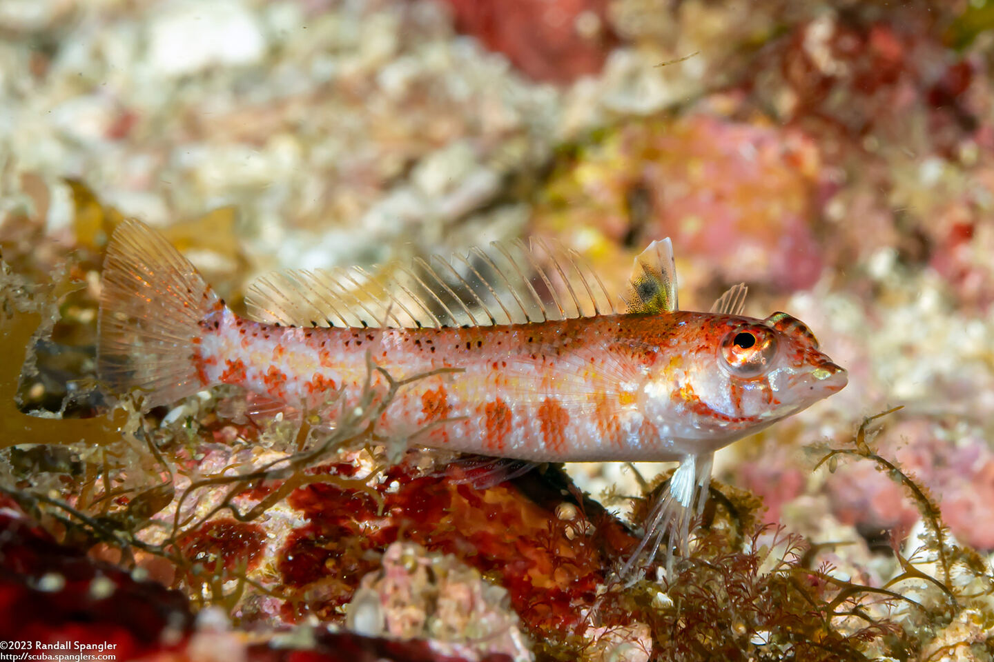 Parapercis snyderi (Blackfin Sandperch)