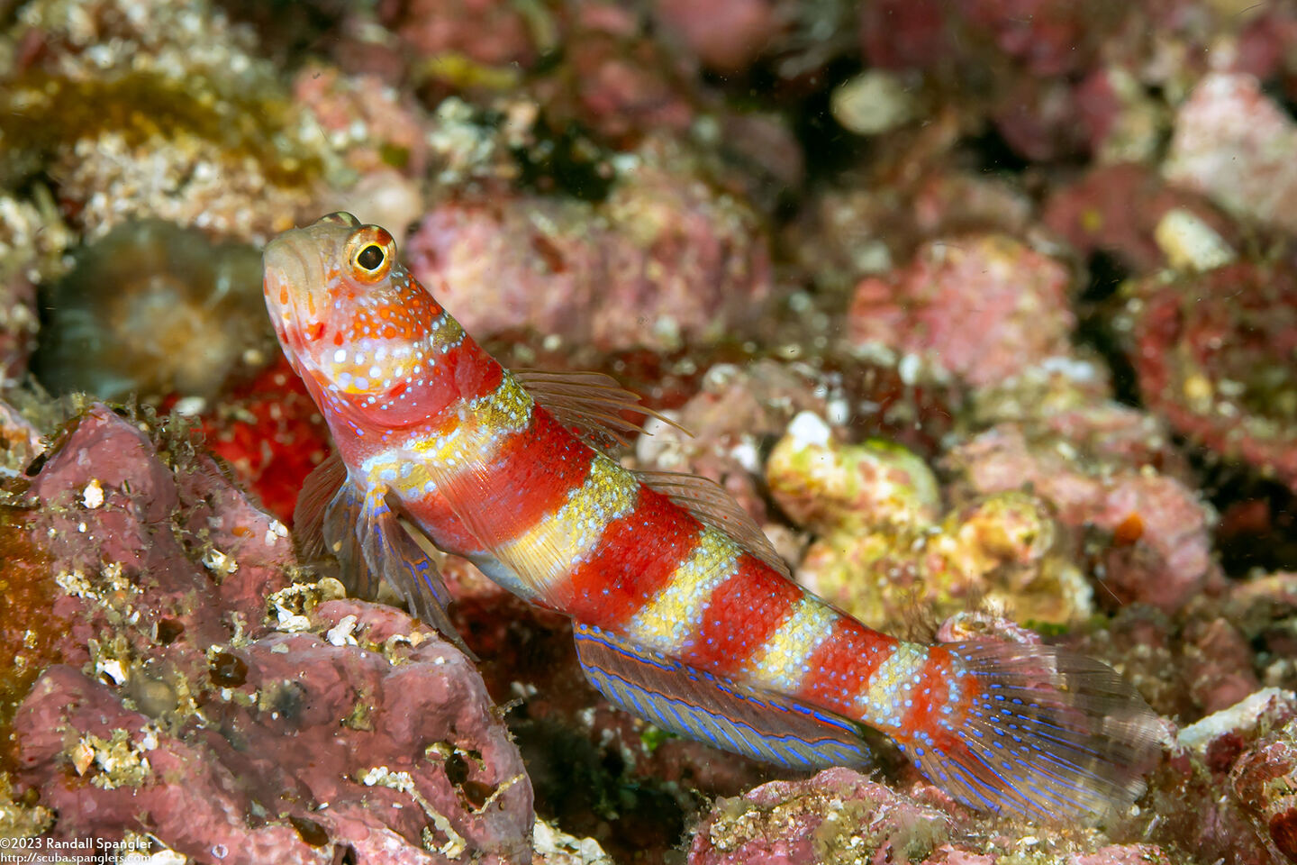 Amblyeleotris wheeleri (Gorgeous Shrimpgoby)